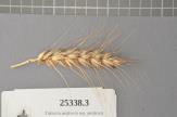 Click for 1 image(s) for this accession. Spike